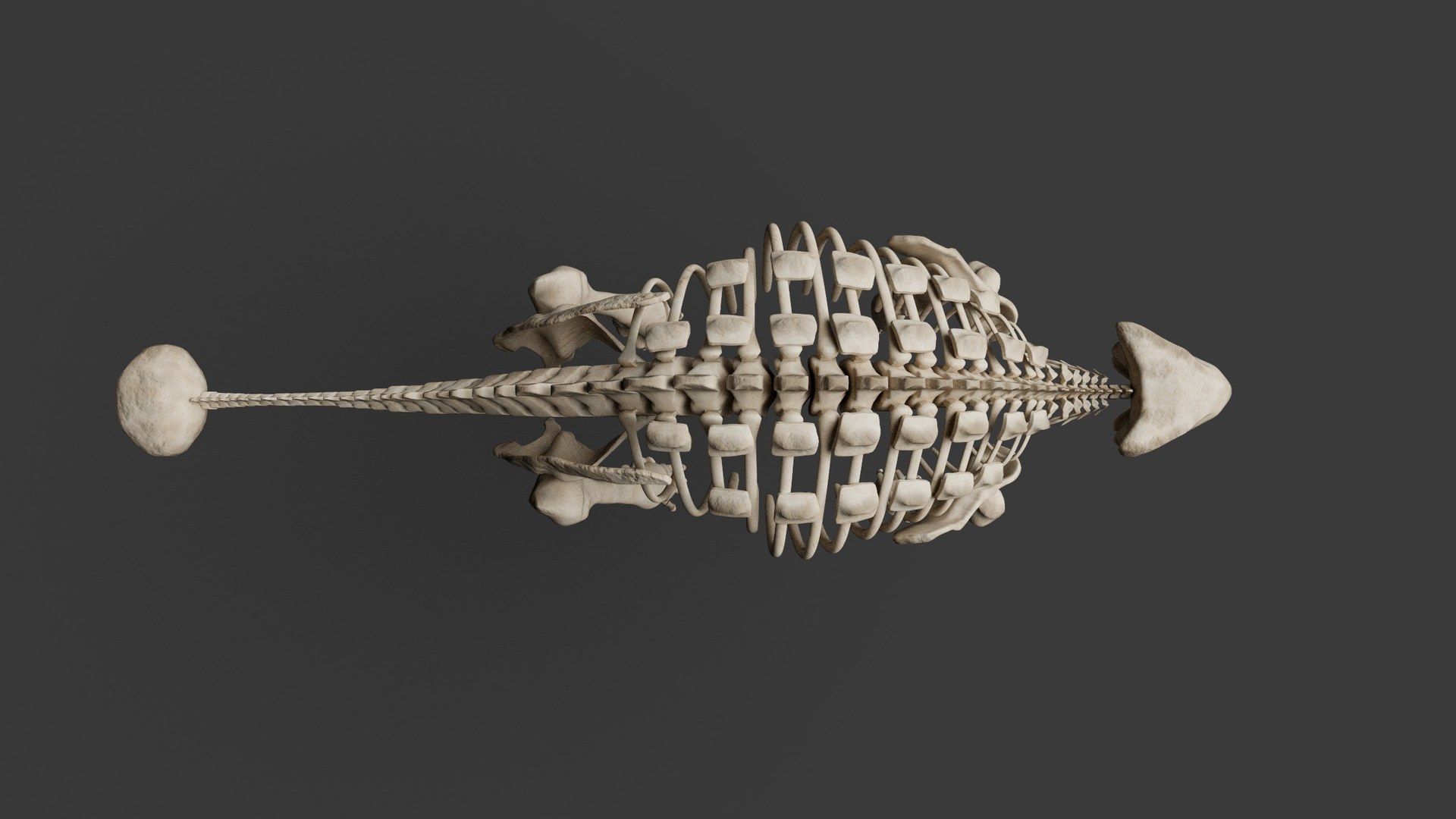 Skeletal study from above — checking that the plates still track as one animal.