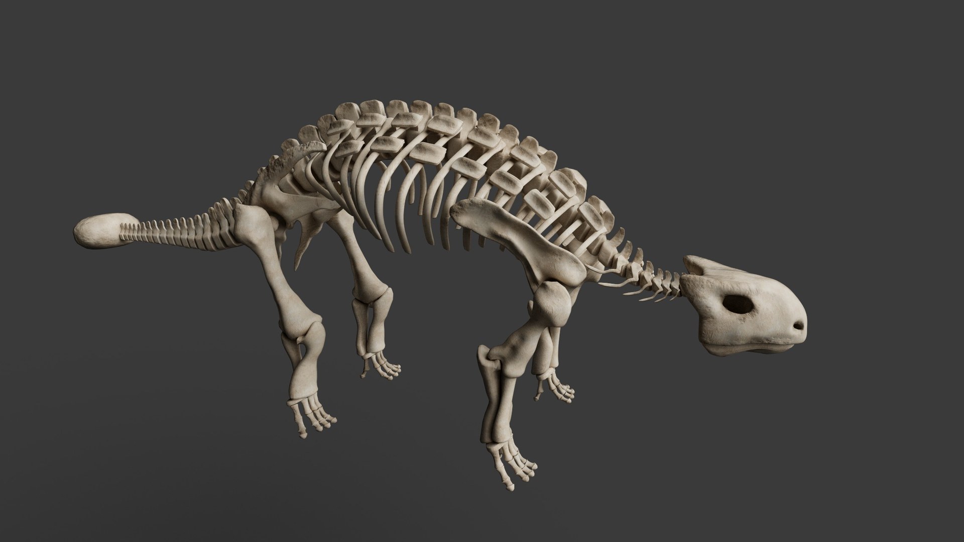 Skeletal study from the side.